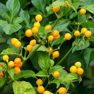 Hạt giống Ớt Peru Aji Charapita (10 HẠT/BAO)