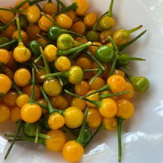 Hạt giống Ớt Peru Aji Charapita (10 HẠT/BAO)
