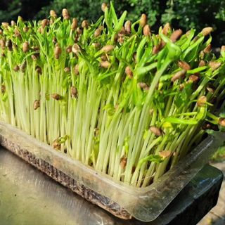 Hạt giống Mầm Rau Muống Ngọt (50GRAM/BAO)