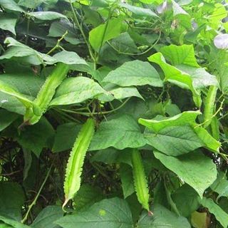 Hạt giống Đậu Rồng (10 GRAM/BAO)