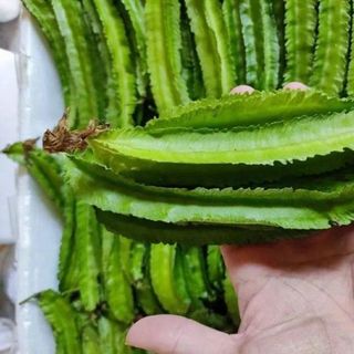 Hạt giống Đậu Rồng (10 GRAM/BAO)