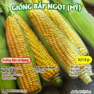 Hạt giống Bắp Ngọt Mỹ (Ngô Ngọt) , 10 GRAM/BAO giá sỉ