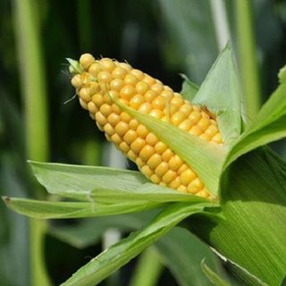 Hạt giống Bắp Ngọt Mỹ (Ngô Ngọt) , 10 GRAM/BAO