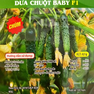 Hạt giống Dưa Chuột Baby (0.1 GRAM/BAO) giá sỉ