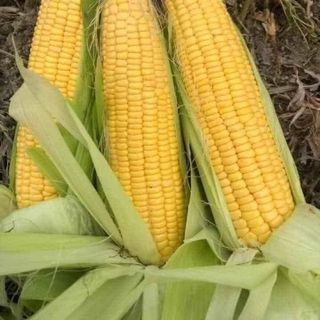 Hạt giống Bắp Ngọt Mỹ (Ngô Ngọt) , 10 GRAM/BAO