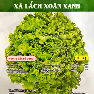 Hạt giống Xà Lách xoăn xanh (3 GRAM/BAO) giá sỉ