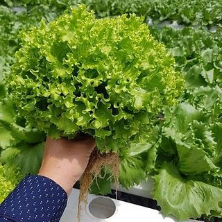 Hạt giống Xà Lách xoăn xanh (3 GRAM/BAO)
