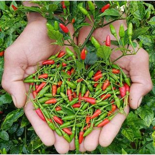 Hạt giống Ớt Xiêm (0.2 GRAM/BAO)