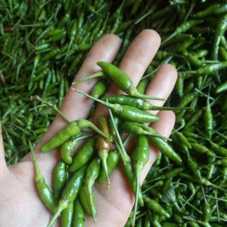 Hạt giống Ớt Xiêm (0.2 GRAM/BAO)
