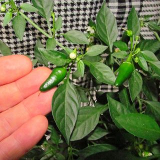 Hạt giống Ớt Xiêm (0.2 GRAM/BAO)