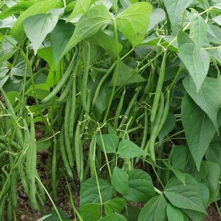 Hạt giống Đậu Cove lùn bụi (20 GRAM/BAO)