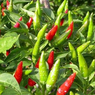Hạt giống Ớt Chỉ Thiên lai (0.1 GRAM/BAO)