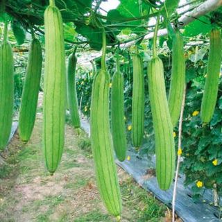 Hạt giống Mướp Hương dài (10 HẠT/BAO)