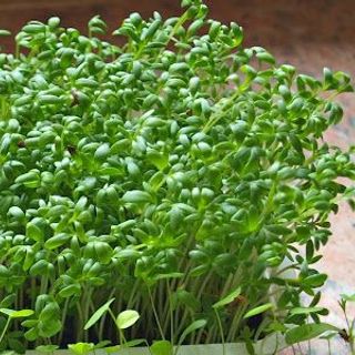 Hạt giống Mầm Cải Dinh Dưỡng (20GRAM/BAO)