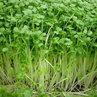 Hạt giống Mầm Cải Dinh Dưỡng (20GRAM/BAO)