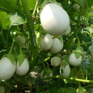 Hạt giống Cà Trứng Ngỗng (1 GRAM/BAO)