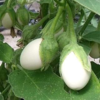 Hạt giống Cà Trứng Ngỗng (1 GRAM/BAO)