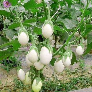 Hạt giống Cà Trứng Ngỗng (1 GRAM/BAO)