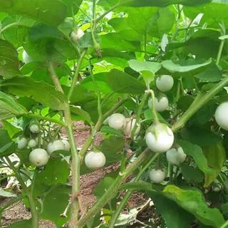 Hạt giống Cà Pháo trắng (1 GRAM/BAO)