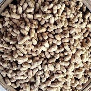 ĐẬU PHỘNG GIÁ SỈ