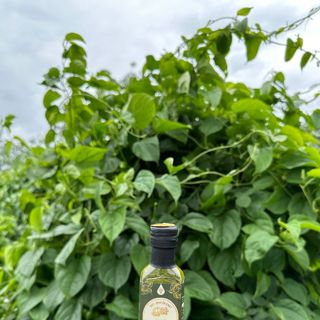 Dầu Sachi ép lạnh nguyên chất