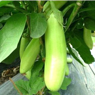 Hạt giống Cà Xanh Mỡ (1 GRAM/BAO)