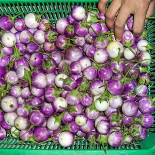 Hạt giống Cà Pháo tím (1 GRAM/BAO)