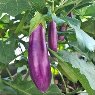 Hạt giống Cà Tím lai (1 GRAM/BAO)