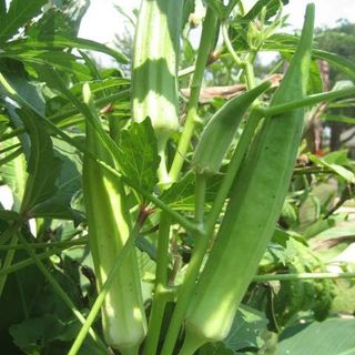 Hạt giống Đậu Bắp cao sản (20GRAM/BAO)