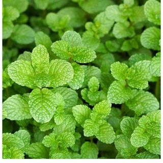 Hạt giống rau Húng Lũi (Húng Lủi, Húng Láng) 0.2 GRAM/BAO