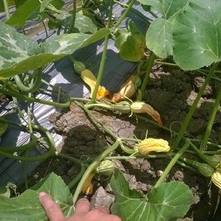 Hạt giống Bí Ăn Nụ (2 GRAM/BAO)