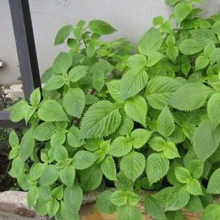 Hạt giống rau Kinh Giới (1 GRAM/BAO)