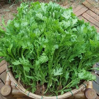 Hạt giống rau Cải Cúc (rau Tần Ô), 15 GRAM/BAO