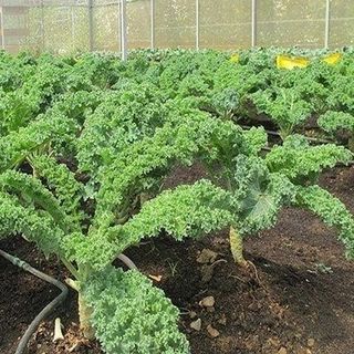Hạt giống rau Cải Kale (2 GRAM/BAO) giá sỉ