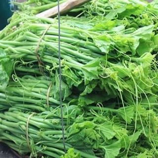 Hạt giống Bí Siêu Đọt lai (Bí Siêu Ngọn) 10 GRAM/BAO