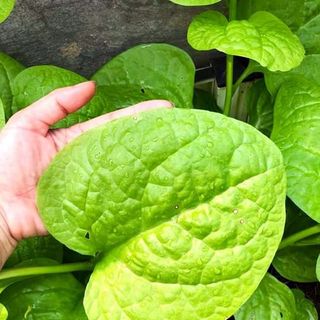 Hạt giống rau Mồng Tơi Lá To (15 GRAM/BAO)