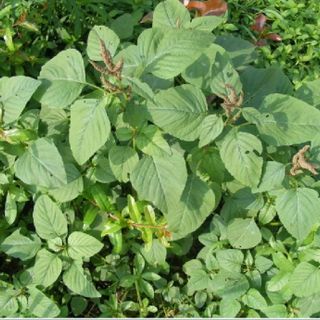 Hạt giống rau Dền Cơm (10 GRAM/BAO)