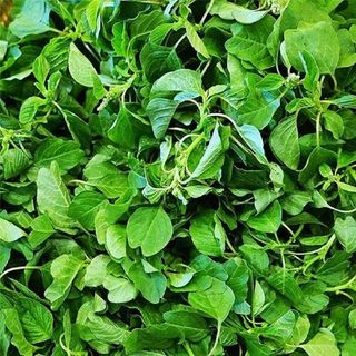 Hạt giống rau Dền Cơm (10 GRAM/BAO)