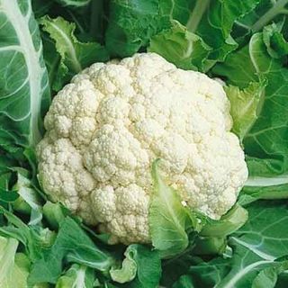 Hạt giống rau Súp Lơ trắng (0.1 GRAM/BAO)