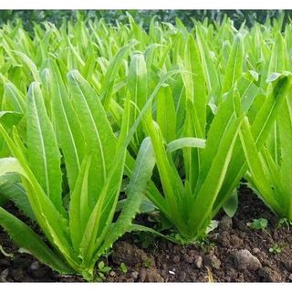 Hạt giống rau Diếp Thơm (Rau Ngó Xuân, Rau Diếp Ngồng, Xà Lách Thơm), 5 GRAM/BAO