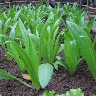 Hạt giống rau Diếp Thơm (Rau Ngó Xuân, Rau Diếp Ngồng, Xà Lách Thơm), 5 GRAM/BAO