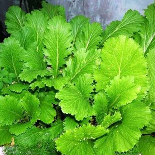 Hạt giống rau Cải Mèo Hà Giang (20 GRAM/BAO)