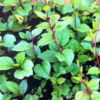 Hạt giống rau Mồng Tơi Tím (1 GRAM/BAO)