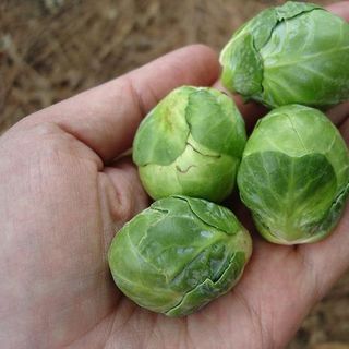 Hạt giống Bắp Cải tí hon (1 GRAM/BAO)