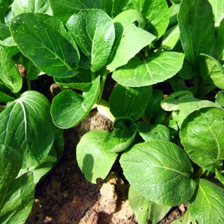 Hạt giống rau Cải Ngọt (20 GRAM/BAO)