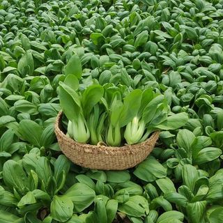 Hạt giống rau Cải Thìa (20 GRAM/BAO)