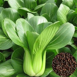 Hạt giống rau Cải Thìa (20 GRAM/BAO)