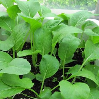 Hạt giống rau Cải Ngọt (20 GRAM/BAO)
