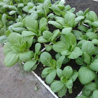 Hạt giống rau Cải Thìa (20 GRAM/BAO)