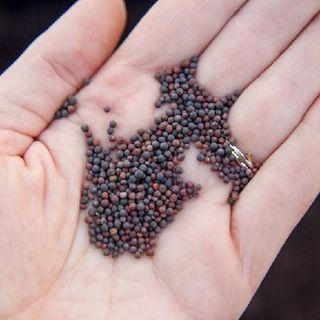 Hạt giống Cải Thảo chịu nhiệt (1 GRAM/BAO)